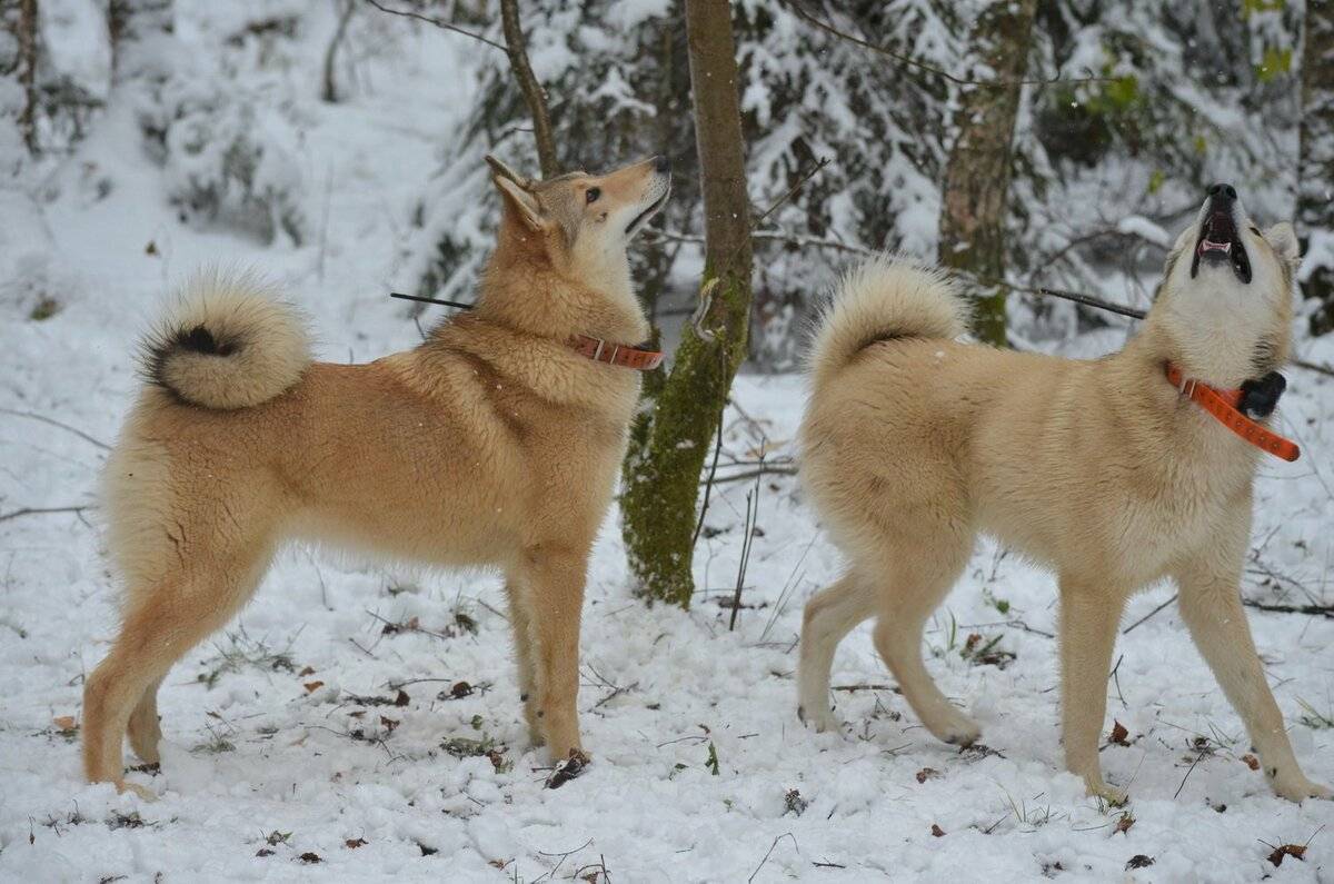 Обзор собак породы восточно-сибирская лайка: описание стандарта, уход и фото