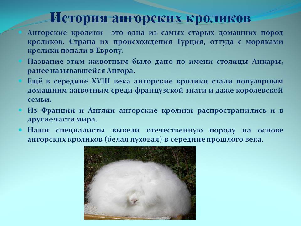 Ангорский кролик: описание породы, виды - декоративный или карликовый, уход и содержание, каким болезням подвержен