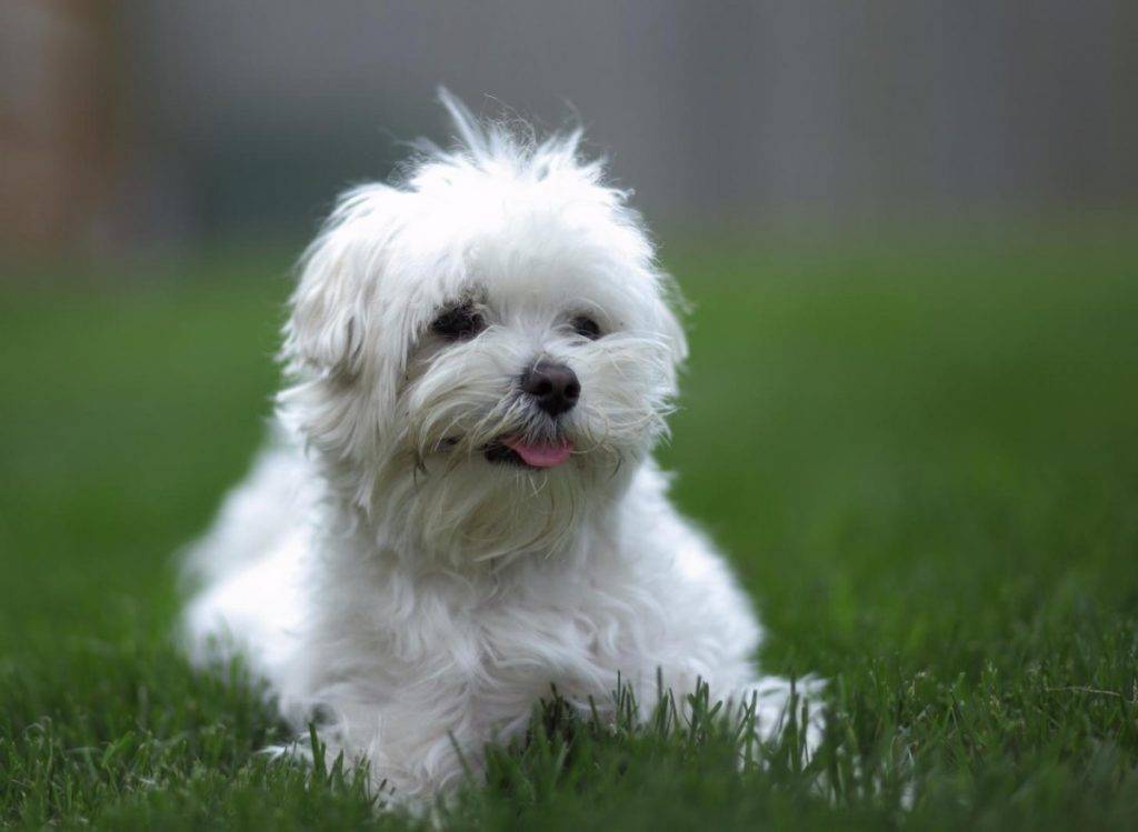 Болоньез: итальянская болонка, великолепная порода собак для дома