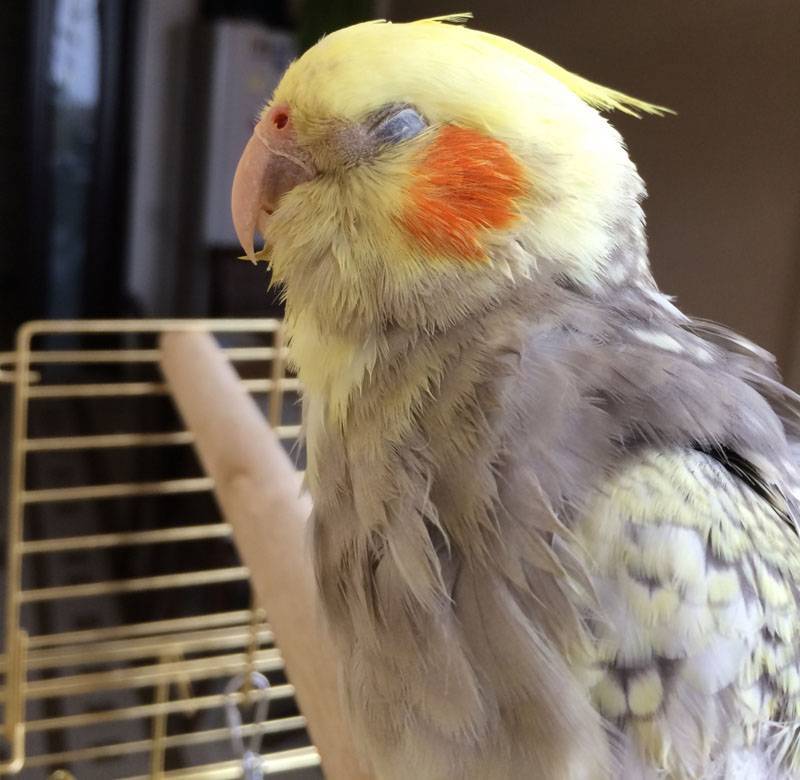 Болезни попугаев корелла: симптомы, лечение, профилактика