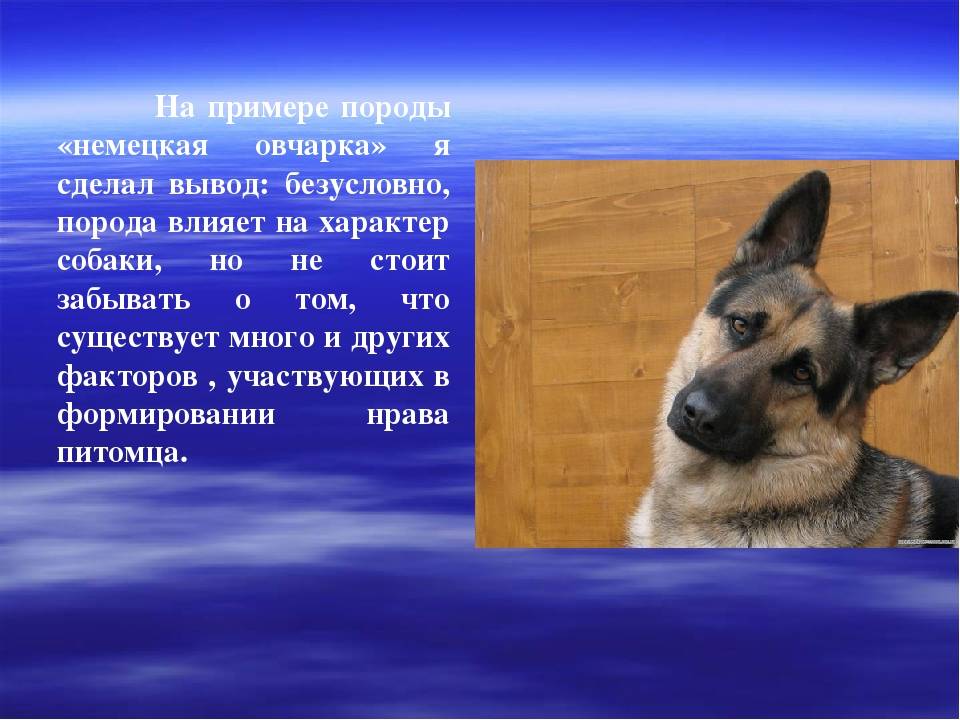 Московский дракон: характеристики породы собаки, фото, характер, правила ухода и содержания - petstory