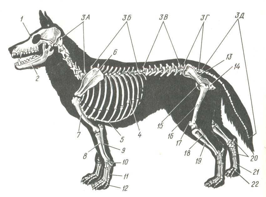 Внутреннее строение млекопитающих рисунок. Скелет ВЕО собаки анатомия. Строение скелета немецкой овчарки. Опорно двигательная система скелет собаки. Скелет собаки ребра.