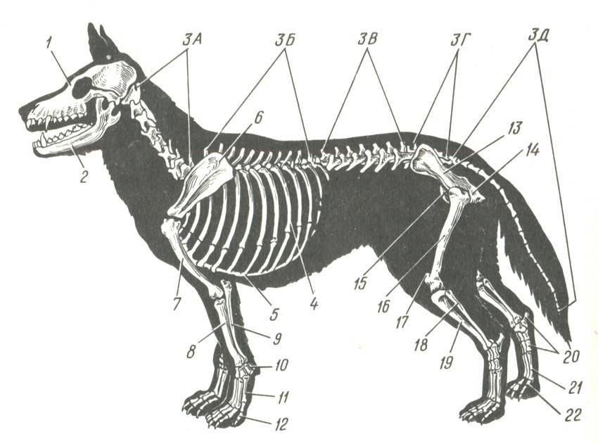 Строение тела животных. Скелет ВЕО собаки анатомия. Кости собаки анатомия. Строение скелета немецкой овчарки. Скелет собаки Позвоночный столб.