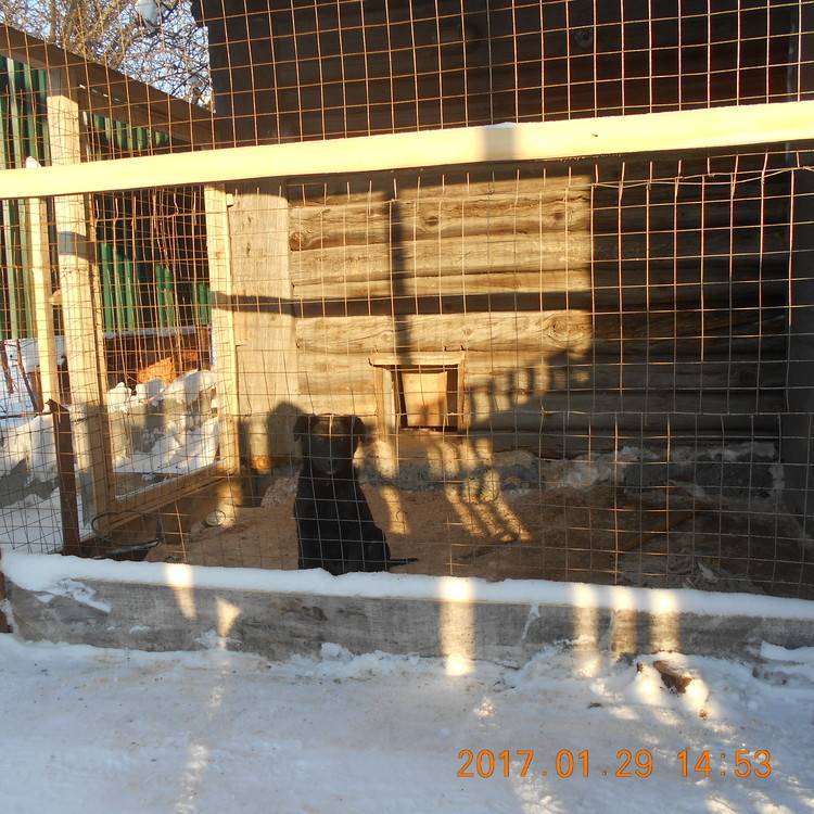 Содержание лабрадора на улице в холодное время