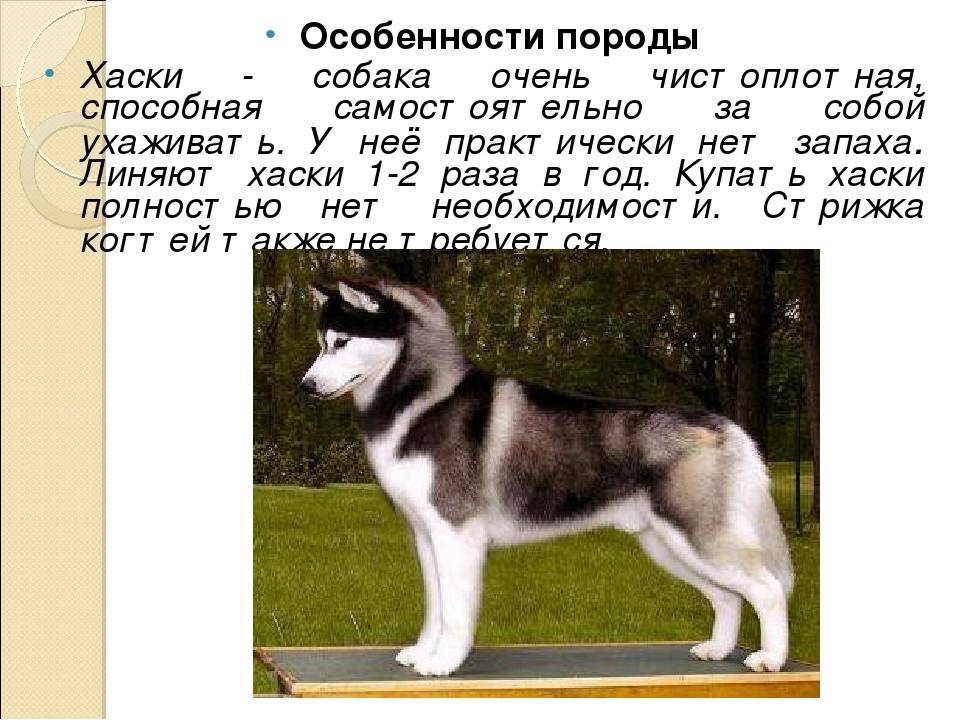 Восточносибирская лайка - 110 красивых фото внешнего вида и описание