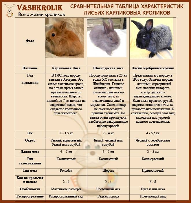 Русский горностаевый кролик: характеристика породы и особенности содержания