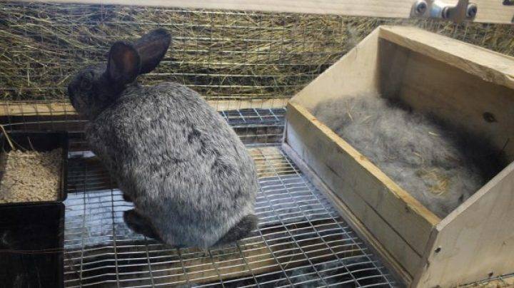 Как сделать маточник для кроликов своими руками