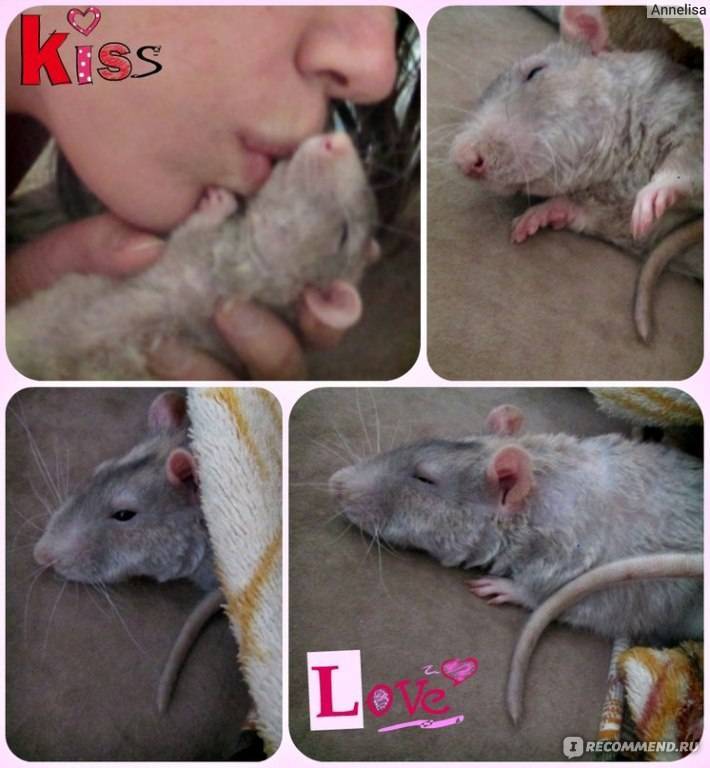 Грызуны, рекомендации специалиста по содержанию и разведению крыс