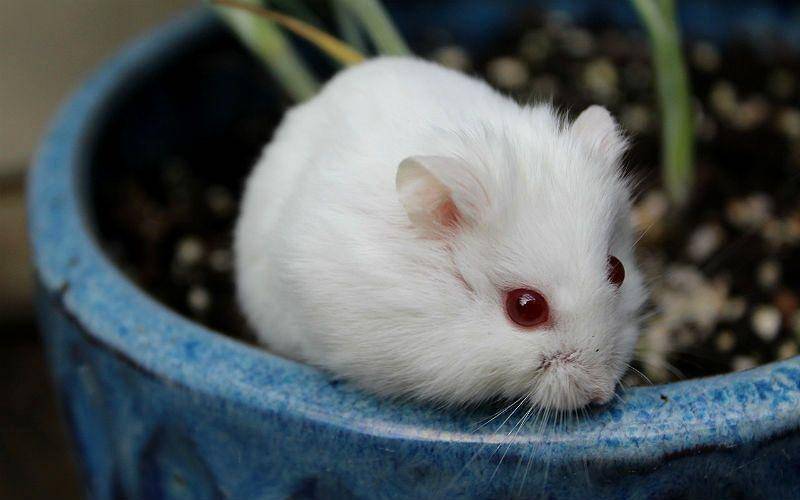 Крысы альбиносы - белые с красными глазами: особенности, срок жизни (фото) - kotiko.ru