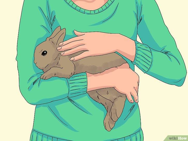 Как правильно брать кроликов на руки, чтобы не вырывались