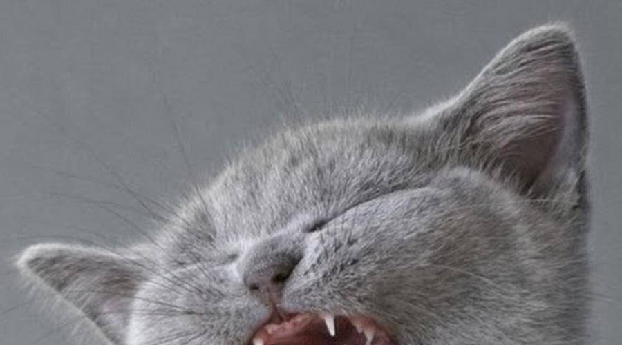 Насморк у кошек: причины, как лечить в домашних условиях