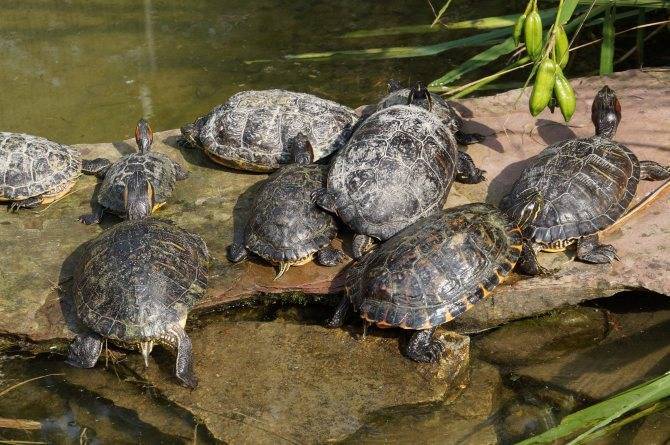 Европейская болотная черепаха – фото, описание, содержание, купить, отзывы