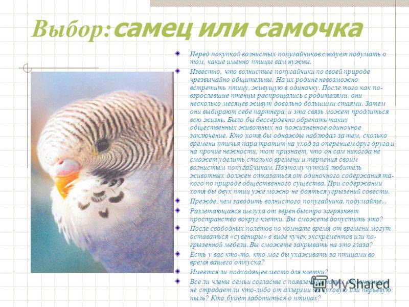Сколько лет попугаю по человеческим меркам • artafish.ru