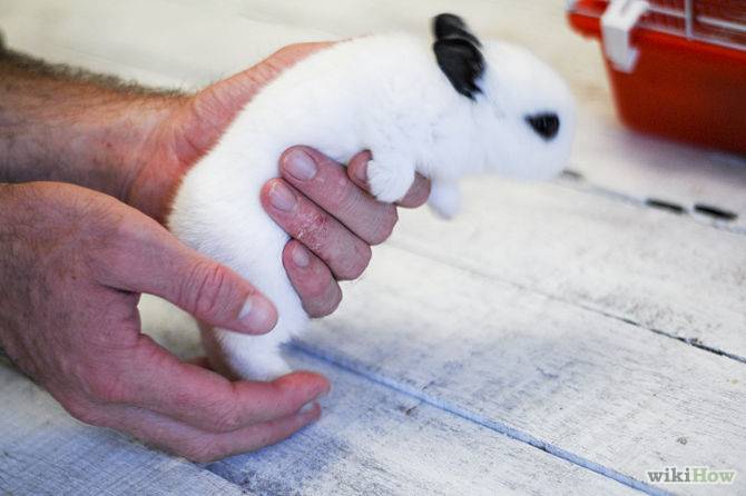 Как приручить декоративного кролика к рукам: основные этапы и важные советы
