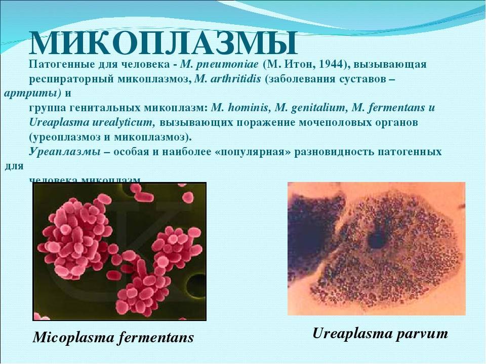 Chlamydia trachomatis mycoplasma genitalium. Микоплазмы строение микробиология. Микоплазма пневмония микробиология. Возбудитель микоплазмоза микробиология. Микоплазма пневмония микроскопия.