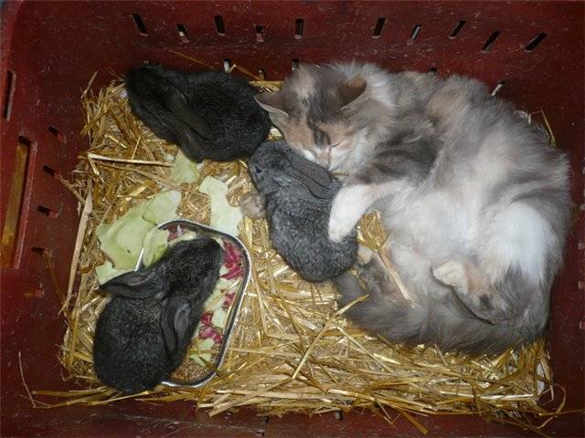 Как узнать кормит ли крольчиха крольчат и как организовать искусственное вскармливание
