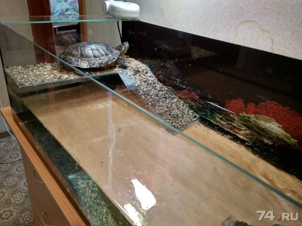 Как правильно оборудовать акватеррариум для красноухой черепахи