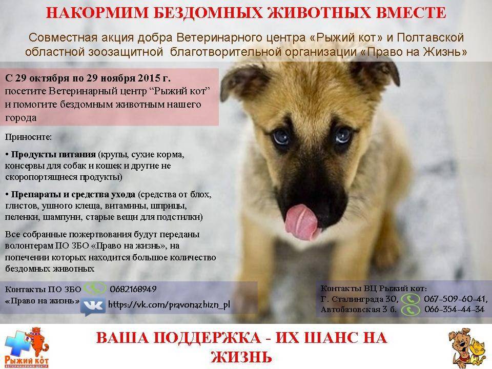 Социальный проект помощь бездомным животным