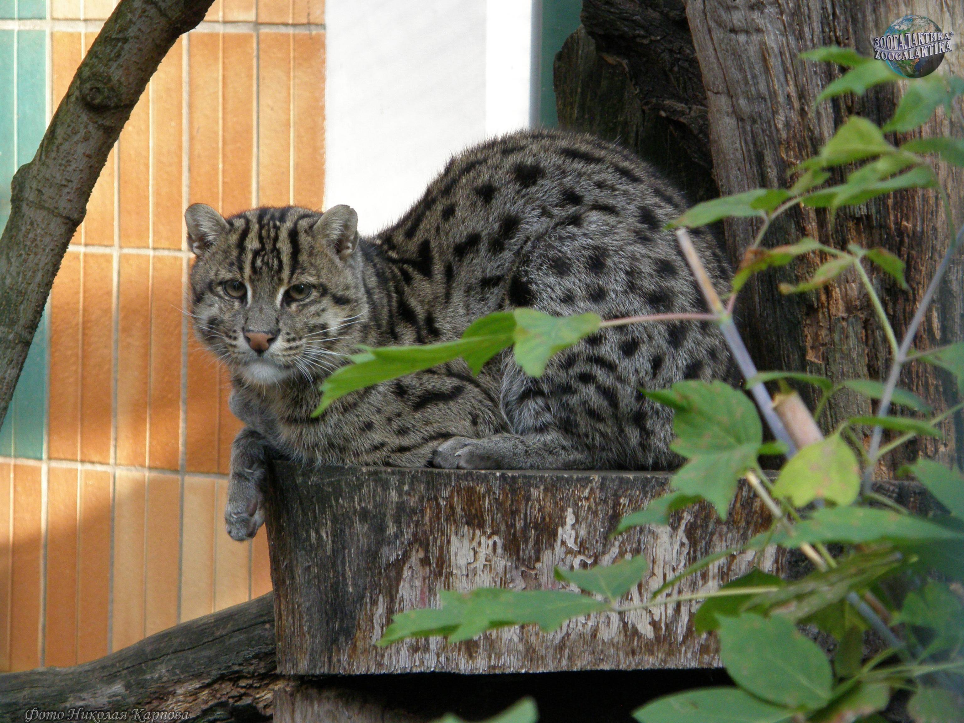 Кот-рыболов - виверровый кот: описание, фото, уход, характер, цена - kisa.su