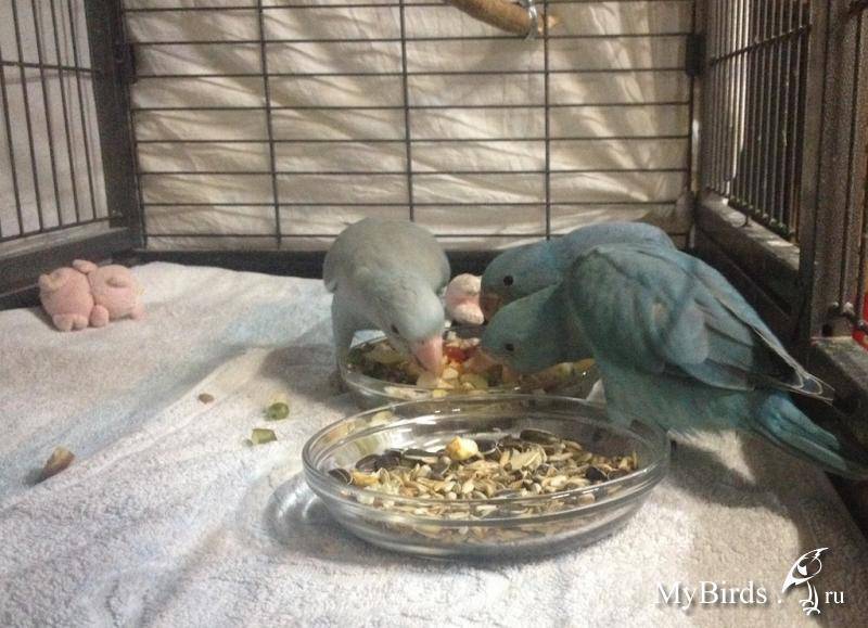 Певчий попугай (23 фото): содержание и разведение поющих попугайчиков. сколько они живут?
