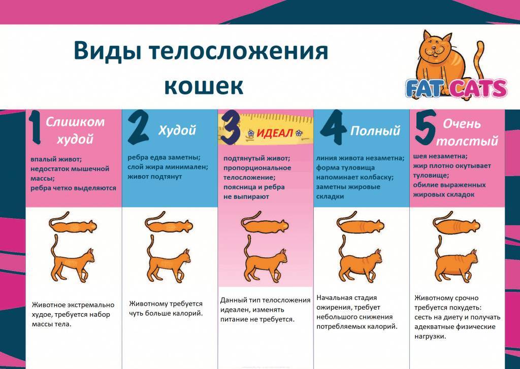 Как насильно покормить кота? кот не ест.