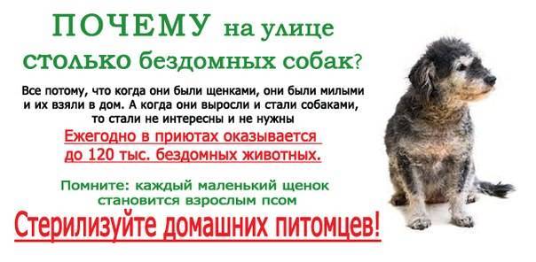 Взяли собаку с улицы: что дальше?