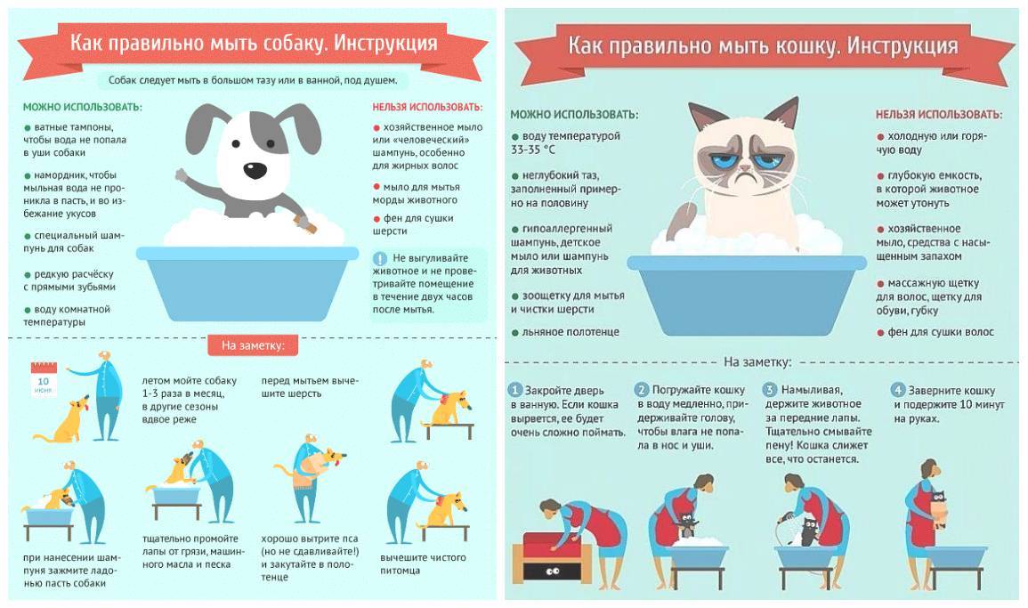 Как искупать кота, если он боится воды – pet-mir.ru
