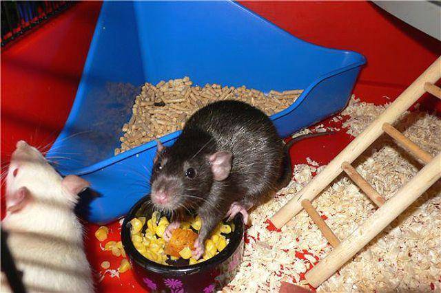 Как приучить крысу к туалету: можно ли приучить грызуна к лотку
