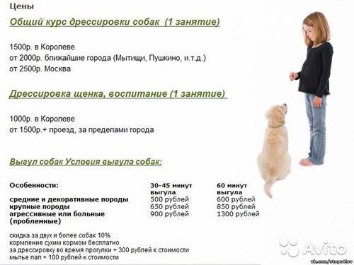 С какого возраста можно гулять со щенком на улице: окончание карантина и правила первой прогулки