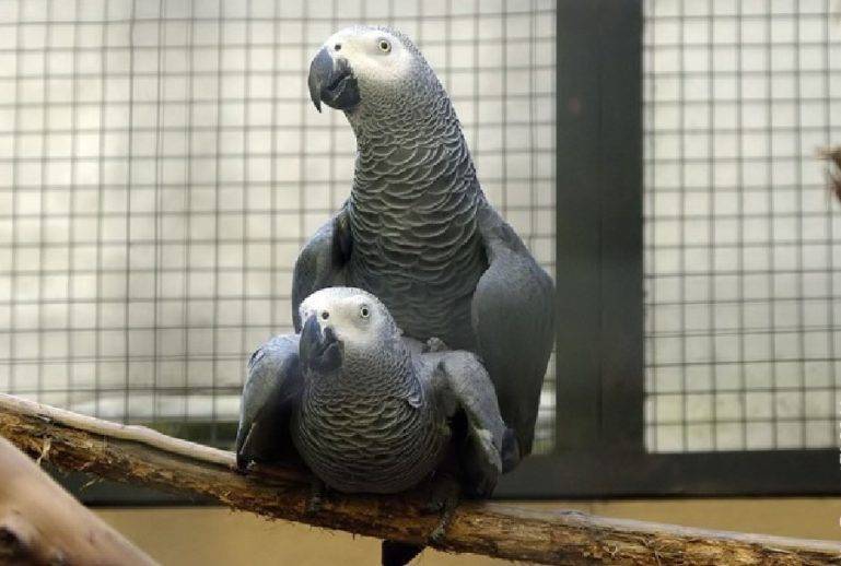 Как спариваются попугаи: условия для размножения в домашних условиях, брачный период, видео о волнистых птицах