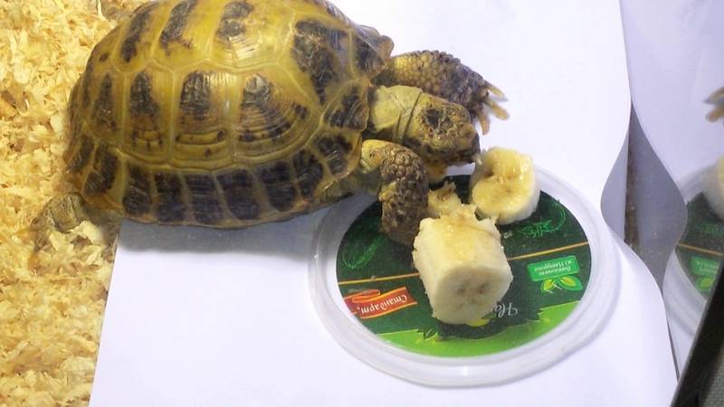 Чем можно кормить сухопутных черепах в домашних условиях. перечень запрещенных продуктов