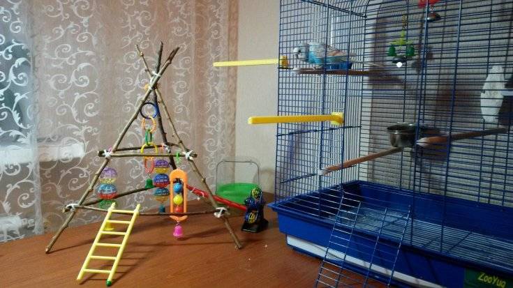 Игрушки для волнистых попугаев: купить или сделать своими руками, фото разновидностей, когда нужно зеркало, куда установить игровой комплекс