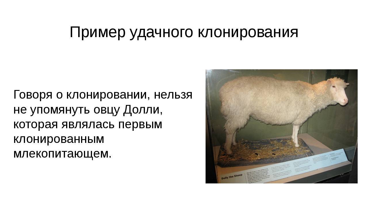 История клонирования