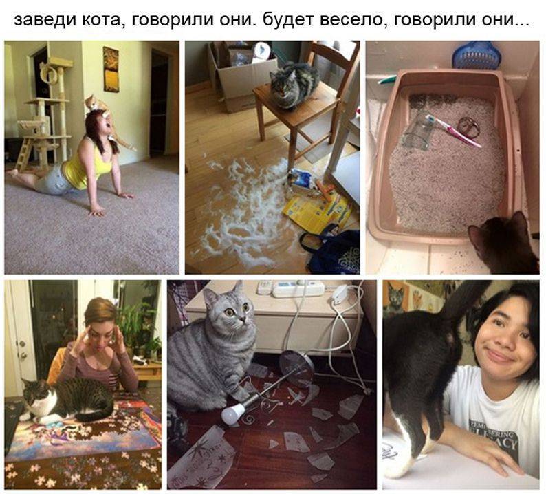 Завести кота. Заведи кота говорили они будет весело. Заведи кота. Заведи кота говорили они будет весело говорили они.