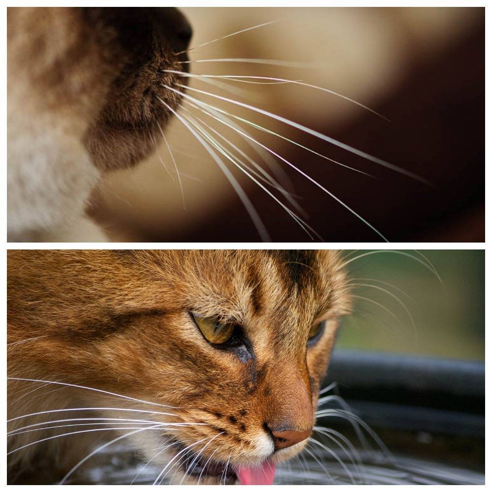 Почему у котов и кошек ломаются усы: что делать?