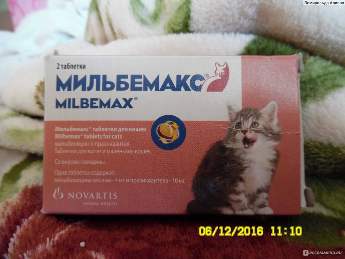 Таблетки от глистов для кошек: описание препаратов, показания