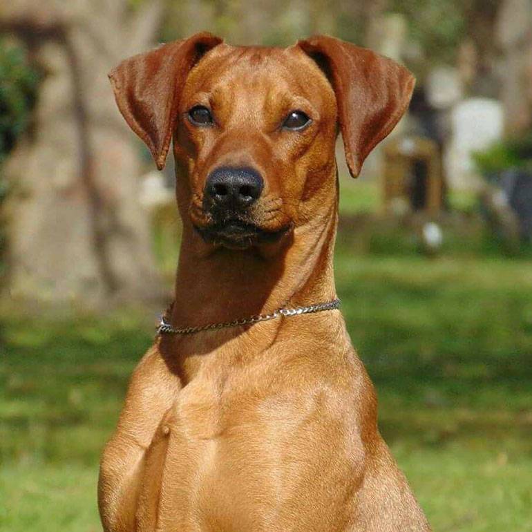 Немецкий пинчер ????: описание породы, характер, содержание и уход, фото собаки