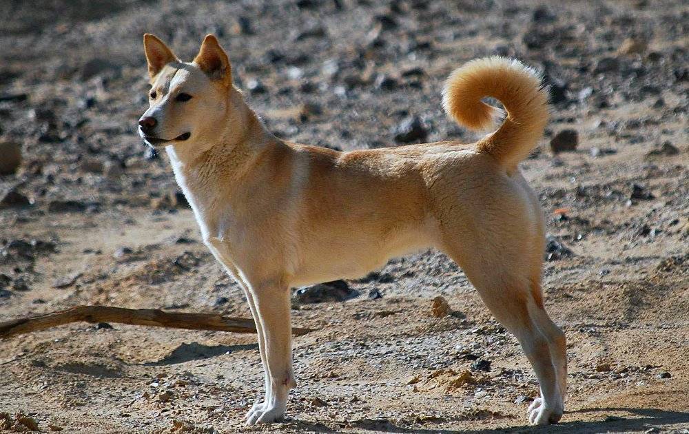 Ханаанская собака. фото и описание породы