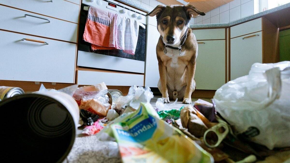Как отучить собаку грызть вещи в отсутствие хозяина – 10 способов