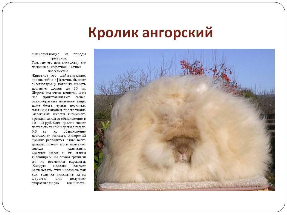 Ангорский кролик: описание породы, характеристика, фото