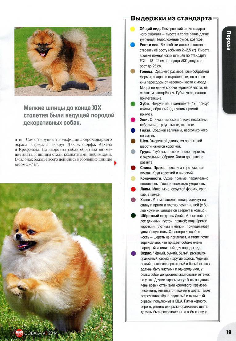 Описание породы собак немецкий шпиц    