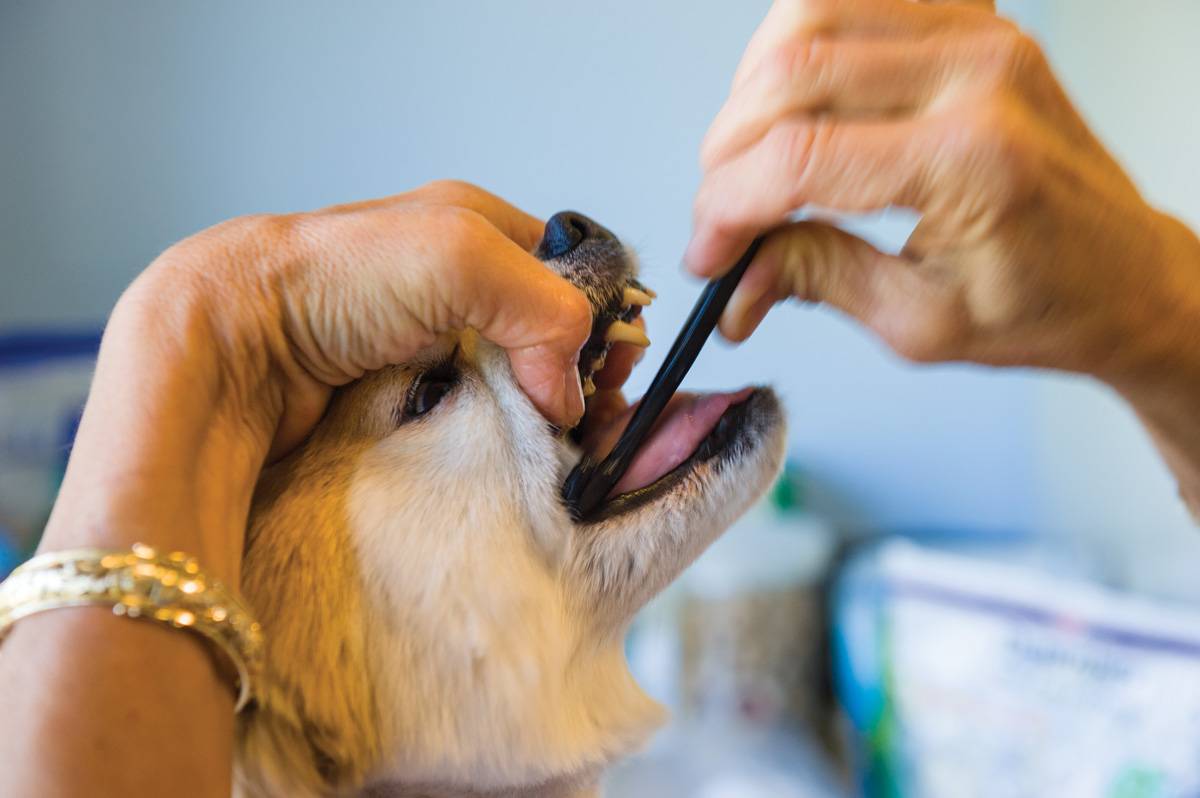 Почему у собаки пахнет изо рта тухлятиной: причины и методы устранения