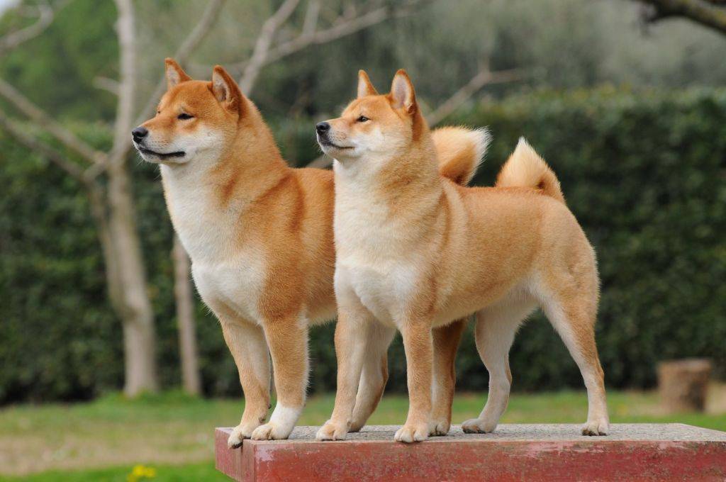 8 пород собак похожих на лису: маленькие и большие породы