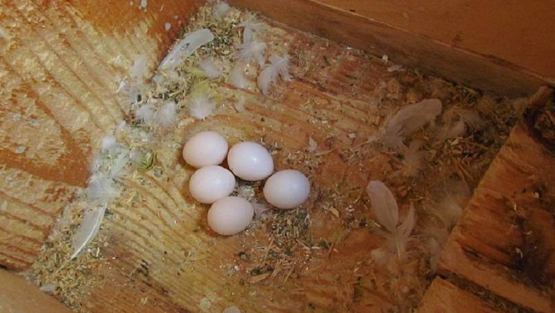 Как скоро после кладки яиц на свет появляются птенцы волнистика?