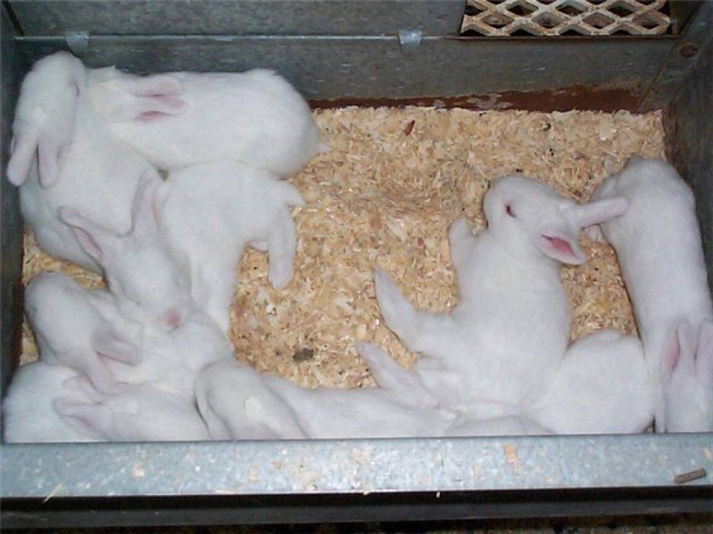 Новорожденные кролики (27 фото): как они выглядят? как кормить крольчат без матери? правила ухода