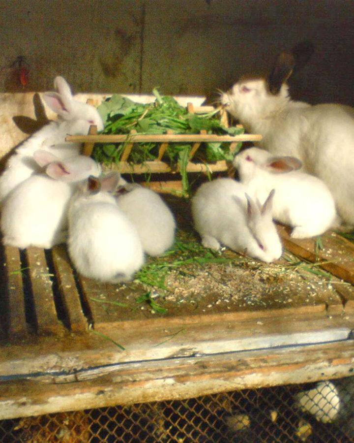 Можно ли кормить кроликов комбикормом: кормление кролика свиным комбикормом