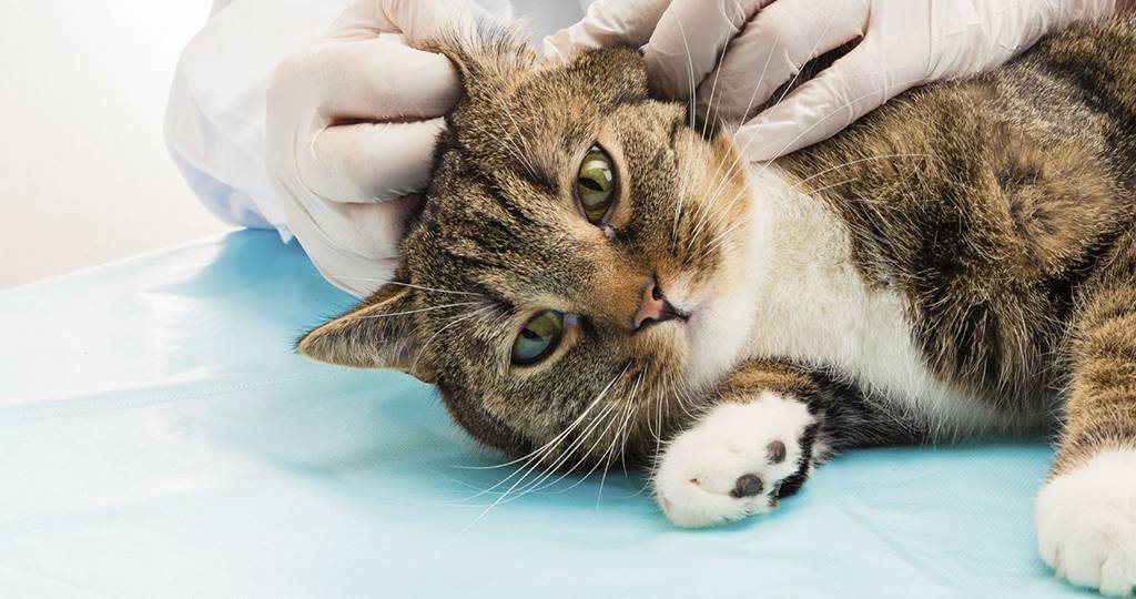 ?отит у кошек: симптомы, лечение, причины и формы болезни