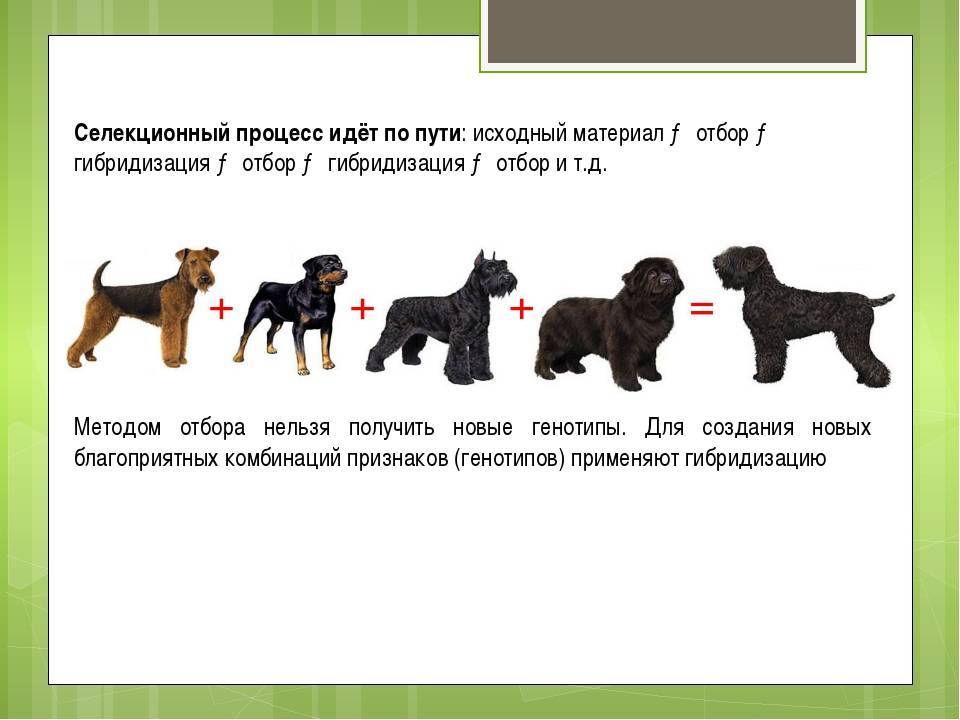 Результат новые породы. Селекция собак. Селекция собак кратко. Методы селекции собак. Искусственный отбор пород собак.