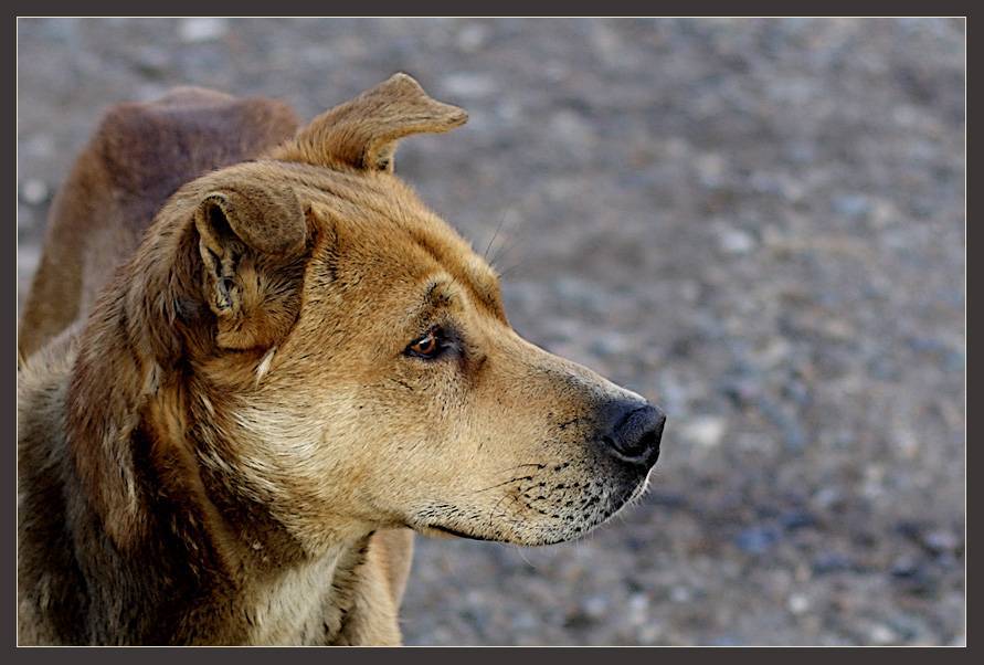 ᐉ собаки дворняги фото с названиями пород, кот двортерьер - zooshop-76.ru