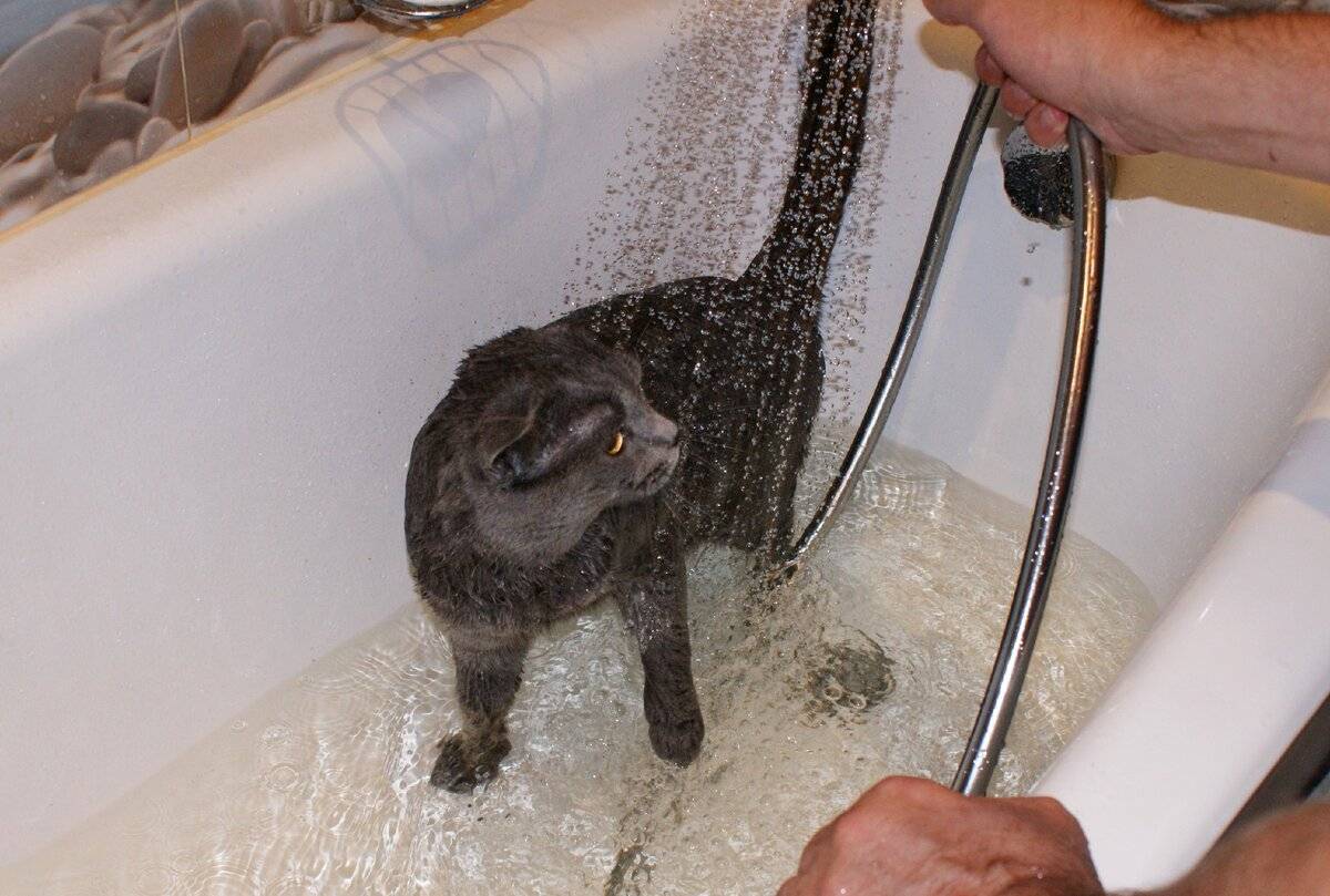 Почему кошки не любят воду? как приучить кошку не бояться воды?